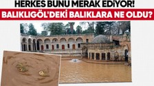 Balıklıgöl'deki balıklara ne oldu? 'Depremde de aynısı olmuştu' diyerek anlattı... Meğer oraya saklanıyorlarmış