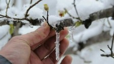 Meteoroloji Genel Müdürlüğü zirai don tehlikesine karşı tedbir alınması gerektiğini duyurdu