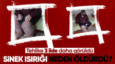 Bacaklarını fil gibi yapan sinek ısırığı neden öldürdü? 'Türkiye'de 3 ilde görülüyor'