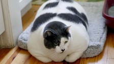 6 yaşındaki 18 kilogram ağırlığında olan Patches isimli kedi, sosyal medyada viral oldu