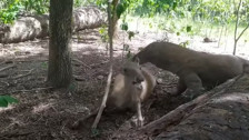 Komodo ejderi hamile geyiği canlı canlı yedi! Vahşi doğanın acımasız yüzü böyle görüntülendi