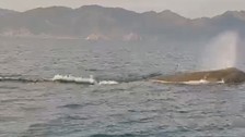 Muğla'nın Marmaris açıklarında balina sürprizi yaşayan vatandaşlar şaşkınlıklarını gizleyemedi