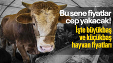 Kurban kesecekler dikkat! Bu sene fiyatlar cep yakacak! İşte büyükbaş ve küçükbaş hayvan fiyatları