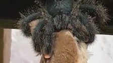 Hiç örümcek kuş yer mi? demeyin! Dehşete düşüren görüntüler! Tarantulanın kuş avı kameraya yansıdı