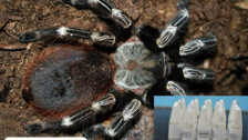 Polonya'dan Marmaris'e gönderilen kargo paketinden 76 adet tarantula çıktı