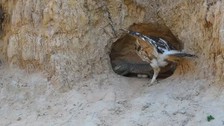 Vahşi doğada acımasız karşılaşma 🦅 Kartal gözünü kararttı yumurtalarını koruyan komodo ejderine saldırdı 🦎