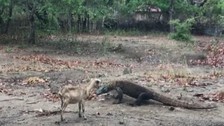 Komodo ejderinin keçi avı kamerada! Dehşete düşüren görüntü
