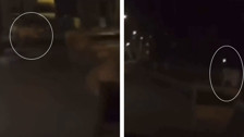 Fransa'da 17 yaşındaki gencin öldürülmesi sonrası protestolar devam ediyor! Göstericiler hayvanat bahçesindeki hayvanları sokaklara saldı