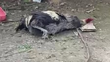 Hızlı öten horoz, nefesi tükenince baygınlık geçirdi, o anlar izlenme rekoru kırdı