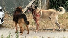 Ataşehir ve Bursa'da köpek vahşeti!