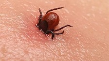 Havalar ısındı keneler ortaya çıkmaya başladı! Uzmanlar uyarıyor