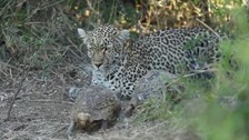 Belgeselciler, kaplumbağalar çiftleşsin diye avlanmayı yarıda kesen leoparı böyle görüntüledi