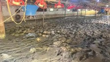 Zonguldak’ın Devrek ilçesine bağlı Bakırcılar köyünde 8 bin 400 tavuk telef oldu