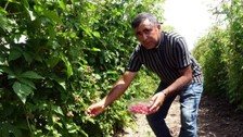 Kansere şekere deva! Hobi diye başladı, kilosunu 80 TL'den satıyor