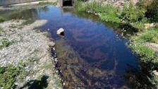 Kızılırmak'ta tedirgin eden görüntü! Ne olduğu ortaya çıktı