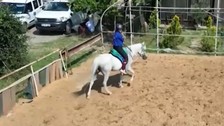 Faytondan kurtulan 'Ada' şimdi şampiyon oluyor