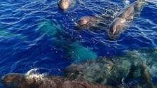 Boyları 20 metreyi ağırlıkları 57 tonu bulabiliyor! Fethiye ve Kaş açıklarında görüntülendi! Uzmanlar vatandaşları uyarıyor