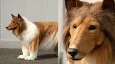 Köpek olmak için binlerce dolar harcadı! Bakın şimdi ne yapıyor...