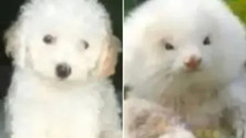Poodle diye satılan köpek bakın ne çıktı...