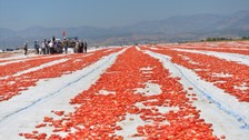 Kahramanmaraş'tan dünya ülkelerine kurutulmuş domates ihracatı