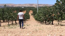 'Yeşil altın'da silahlı önlem: Günlük nöbet 1000 TL