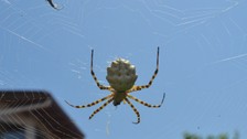 Ayvalık'ta dünyanın en zehirli örümceği  "argiope lobata"ya rastlandı! Kendi eşini yiyor, tek ısırığıyla x ediyor