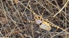 Dünyanın en zehirli örümceği... Isırığı can alıyor! Argiope lobata Elazığ'da da görüldü