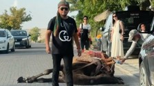 Kapadokya'da iş yüküne dayanamayan deve yol kenarında bayıldı