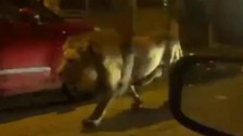 Sokakta aslan paniği! Yetkilerden uyarı geldi: Evden çıkmayın