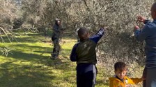 Gazze'deki insani arada çiftçiler zeytin hasadına başladı