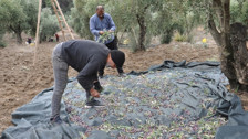 Gaziantep İslahiye'de zeytin hasadı! 18 bin 700 dekarlık alan