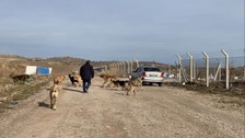 Ankara'da başıboş köpek sürüleri havadan görüntülendi