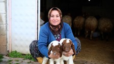 Ev temizliğinden besiciliğe! Kadın girişimci 3 yılda hayvan sayısını 17'den 91'e çıkardı