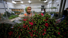 Türkiye'den 73 ülkeye 140 milyon dolarlık çiçek ihracatı