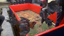 Hayvanları koruma derneğinde horoz dövüştürdüler! 145 bin TL ceza
