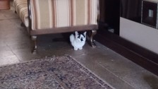 Sokakta üşüyen tüm kediler onun dükkanına sığınıyor