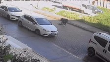 Antalya'da bir aracın çarptığı kedi, sahibinin kucağında öldü
