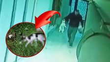 Vahşetin böylesi! Kedileri evinde öldürüp camdan attan cani yakalandı