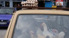 Bunlar da otomobille gezen tavuk! Konyalı vatandaşın tavuklarına uyguladığı yöntem verimi artırdı