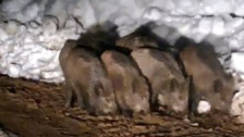 Bitlis'te yiyecek arayan domuz sürüsü görüntülendi
