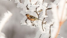 Sporseverlerin uğrak yeri! Kocadağ yaylası beyaza büründü ❄️🌨️☃️ Ortaya kartpostallık görüntüler çıktı