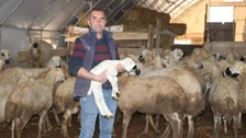 Yozgatlı besici Ali İhsan Bayar devlet desteğiyle sürü sahibi oldu