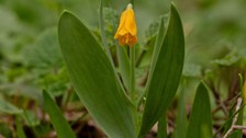 Türkiye’de yetişen 53’üncü ters lale türüne, keşfeden öğretmenin soyadı verildi; ‘Fritillaria Yalcinii’