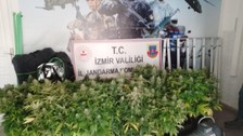 İzmir'de evinin içinde kenevir yetiştiren şahıs, tutuklandı