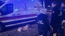 Sivas'ta sağlık çalışanları yağmurlu havada yaralı köpeğin başında bekledi