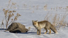 Kars'ta tilkiler kar altında yiyecek aradı