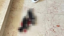 Bursa'da kan donduran olay: 6 yavru kedi başları kesilerek öldürüldü