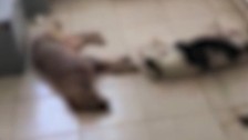 İzmir'de onlarca köpeğin katledildiği ileri sürüldü