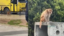 Fatih'te başıboş maymun paniği! Gören telefona sarıldı