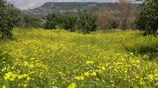 Mersin'de yayla ve köyler baharla yeşile bürünerek renklendi